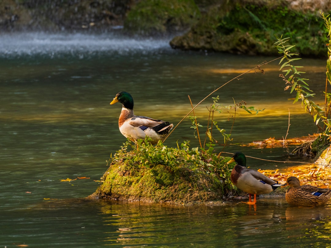 Que faire avec des tranches de magret de canard fumé : idées délicieuses et faciles