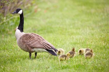 que faire avec des tranches de magret de canard fumé​